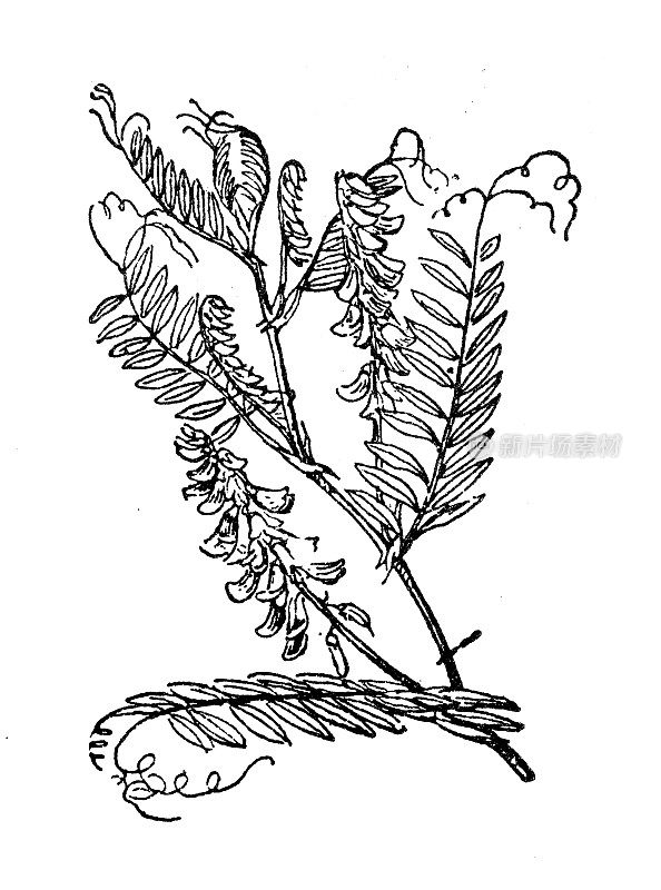 古董插图:Vicia cracca(簇野豌豆、牛野豌豆、鸟野豌豆、蓝野豌豆、北方野豌豆)